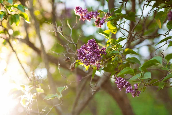 Fialové Květy Šeříku Kvetoucí Jaře Krásným Bokeh — Stock fotografie