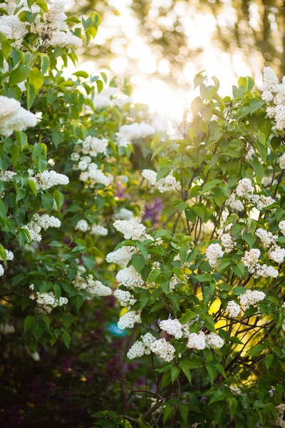 White Lilac Blossoms Blooming Springtime Beautiful Bokeh — Stock Photo, Image