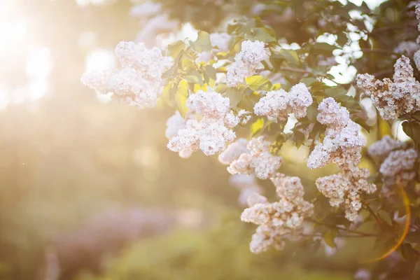 Flores Lila Blanca Floreciendo Primavera Con Hermoso Bokeh — Foto de Stock
