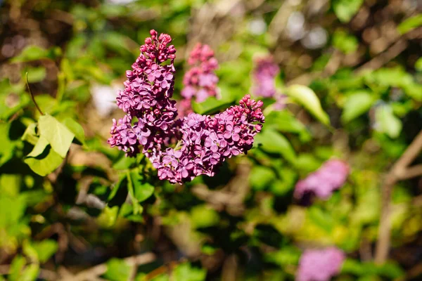 Fialové Květy Šeříku Kvetoucí Jaře Krásným Bokeh — Stock fotografie