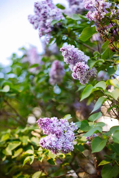 Purple Lilac Blossoms Blooming Springtime Beautiful Bokeh — Stock Photo, Image