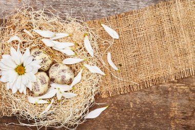 Paskalya natürmort bıldırcın yumurtası ve çiçek yuvaya