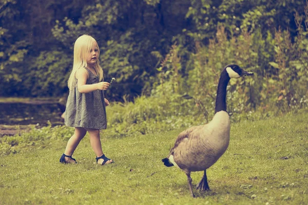 Linda niña caminando después de grúa cacareando — Foto de Stock