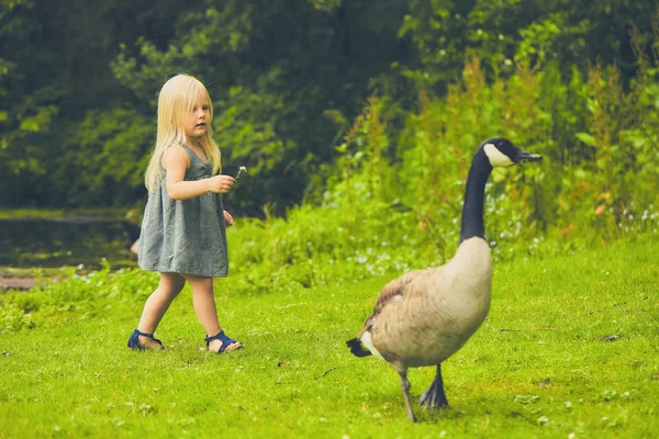 Curious little girl and cackling crane at farm — Stock Photo, Image