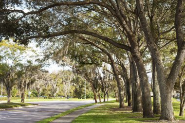 Yeşil ağaçların arasında boş bir sokak