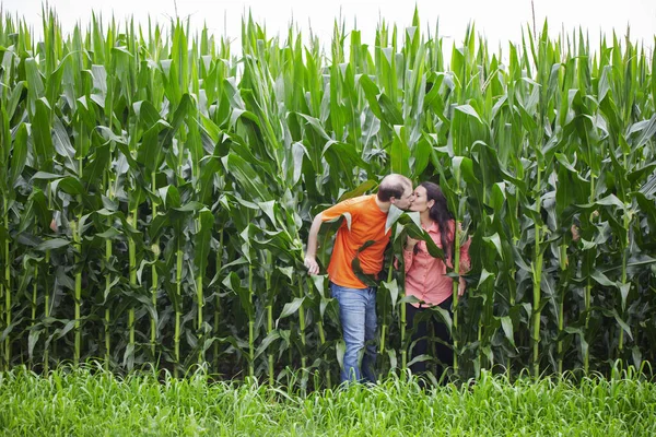 Happy Couple Kissing Farmland Corn Plants Man Woman Dating Outdoors — Stock Photo, Image