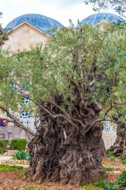 Getsemani'ye Garden'da Mount of Olives, Jerusalem, İsrail