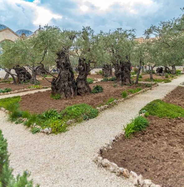 Tuin van Gethsemane op de Olijfberg, Jeruzalem, Israël — Stockfoto