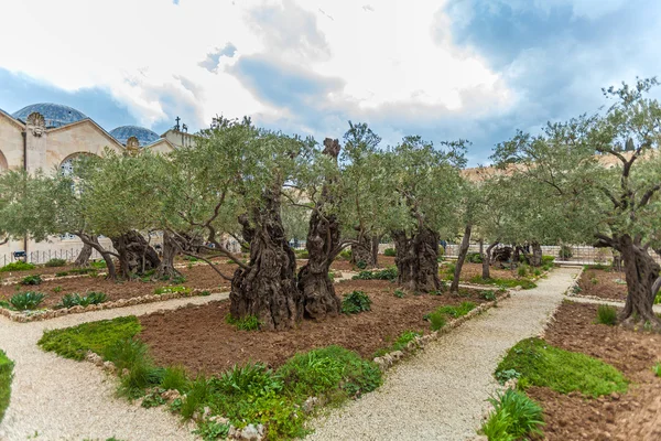 Ogród Getsemani na Górze Oliwnej, Jerozolima, Izrael — Zdjęcie stockowe