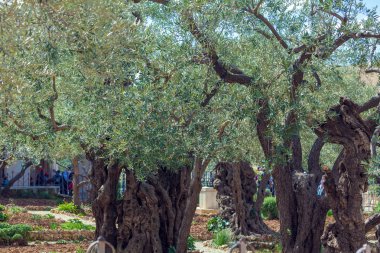 Getsemani'ye Garden'da Mount of Olives, Jerusalem, İsrail