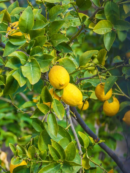 Limon ağacı sarı meyve ve yeşil yaprakları ile — Stok fotoğraf