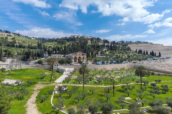 Monte das azeitonas, Jerusalém — Fotografia de Stock