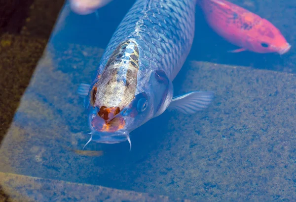 일본 화려한 잉어 물고기와 Koi 연못 — 스톡 사진
