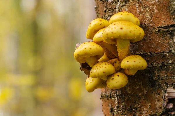Деревянный фон с грибами Pholiota aurivella на дереве — стоковое фото