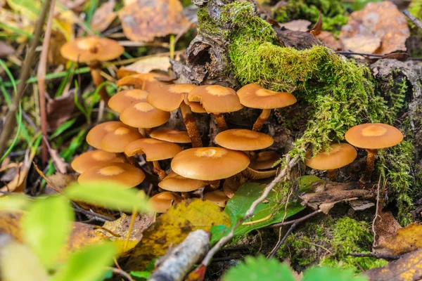 Пестрые грибы из древесины на мертвом дереве, покрытом мхом — стоковое фото
