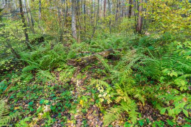 Huş ağacı orman eğrelti otları (Polystichum braunii ile kaplı)