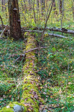 Huş ağacı, orman yatay moss ve mantarlar KAV ile kaplı