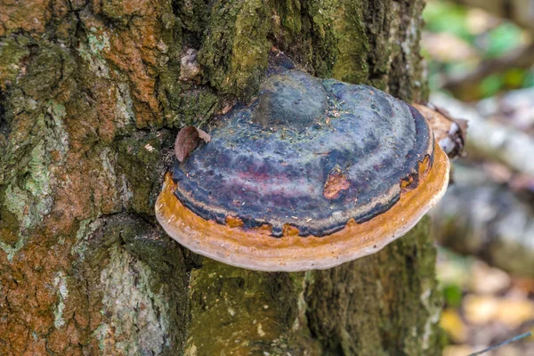 Струйный грибок (Fomitopsis pinicola) на мертвой березе в w — стоковое фото