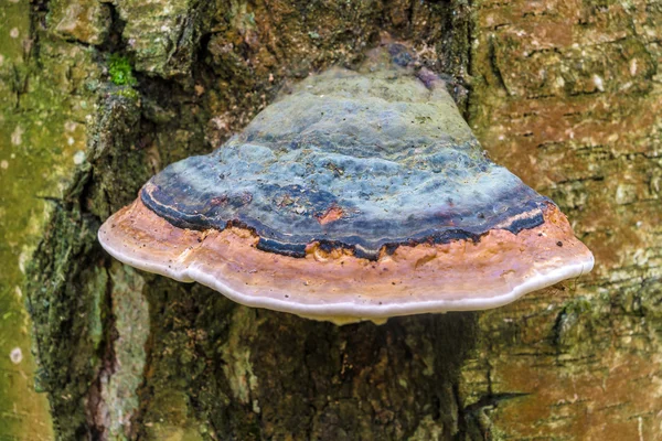 Струйный грибок (Fomitopsis pinicola) на мертвой березе в w — стоковое фото