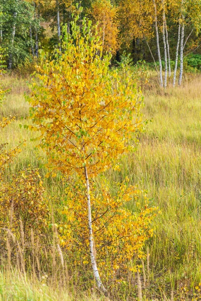 Yellow birches in the autumn forest — Stock Photo, Image