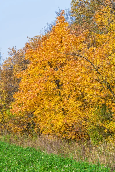 Autumn landscape with maple forest and fallen leaves — Stock Photo, Image