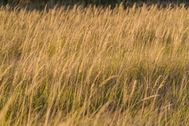 Dikenli Kuru Çim alandaki arka plan