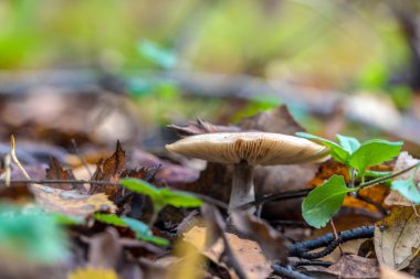 Ormanda düşen yapraklar arasında Russula mantar
