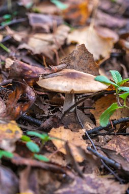 Ormanda düşen yapraklar arasında Russula mantar