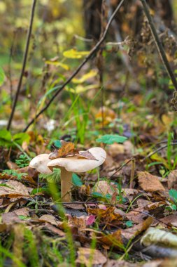 Bulutlu agaric (Clitocybe nebularis) yenilebilir mantar 