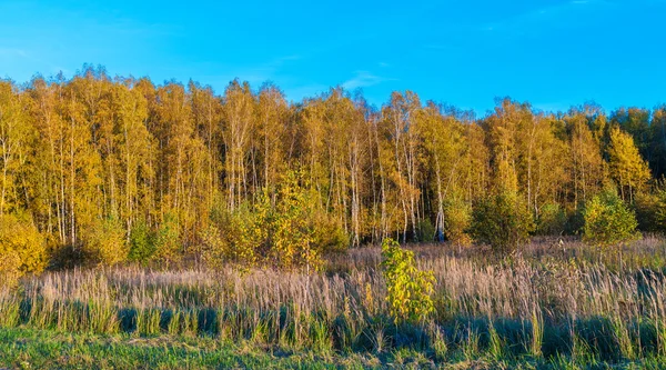 Žluté břízy v podzimním lese — Stock fotografie