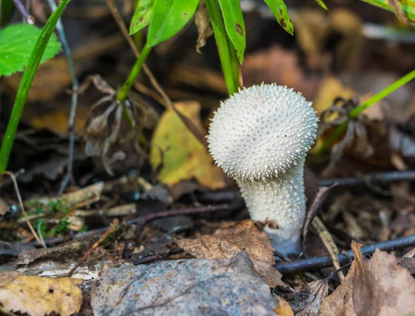 Common puffball (Lycoperdon perlatum) edible mushroom — Stock Photo, Image