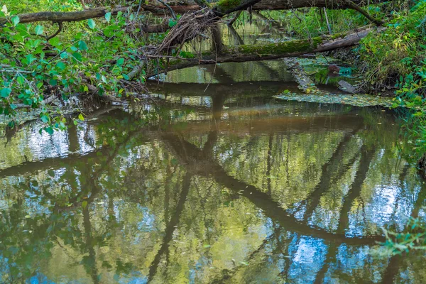 Фоновое изображение отражения деревьев на реке — стоковое фото