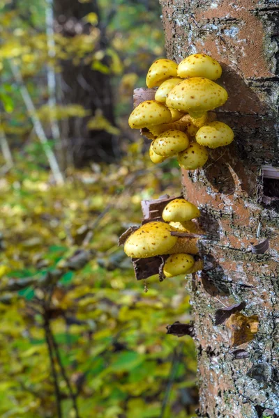 Деревянный фон с грибами Pholiota aurivella на дереве — стоковое фото