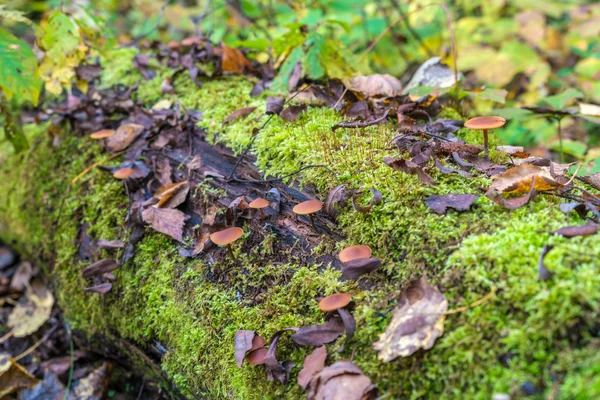 Poisonous fungus (Galerina marginata) on a decaying log covered — Stock Photo, Image