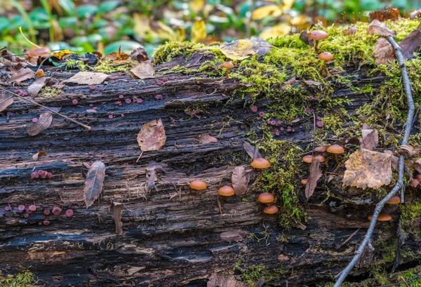 Ядовитый гриб (Galerina marginata) на гниющем бревне, покрытом — стоковое фото