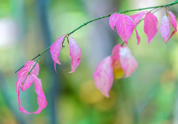 Dedaunan merah Euonymus di hutan musim gugur — Stok Foto