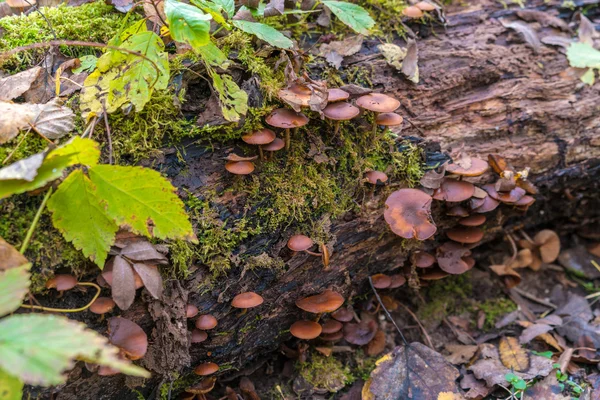 Ядовитый гриб (Galerina marginata) на гниющем бревне, покрытом — стоковое фото