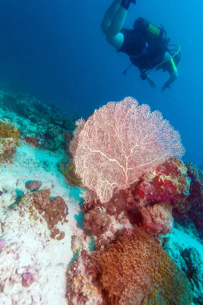 Un gruppo di sommozzatori vicino a un muro di corallo con, Maldive — Foto Stock