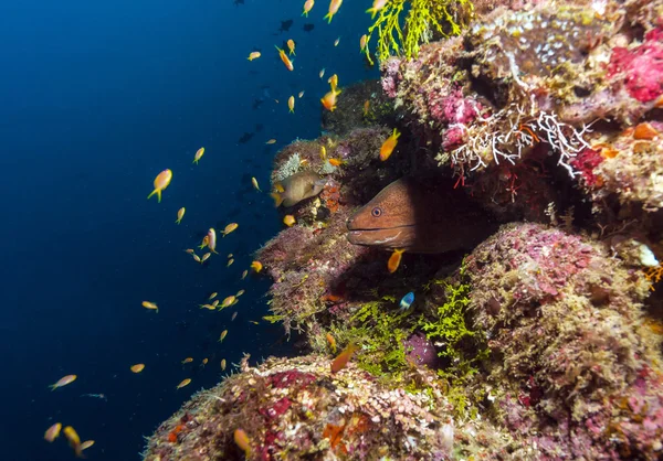 Moray gigante (Gymnothorax javanicus), Maldivas — Fotografia de Stock