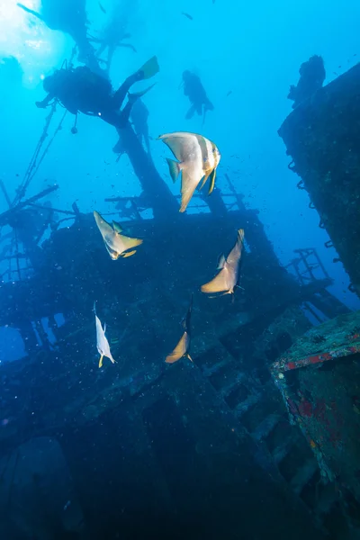 School of batfish near a sunken ship in the Maldives — Stock Photo, Image