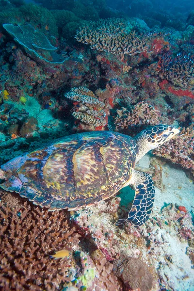 Tartaruga verde che posa sui fondali corallini Maldive — Foto Stock