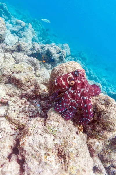 Живий червоний восьминіг, сидячи на кораловий риф, Мальдіви — стокове фото