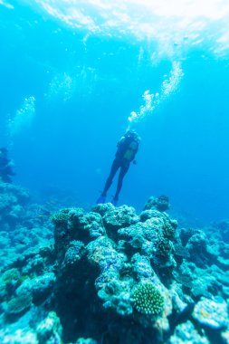 Okyanus tabanından bir resif, Maldivler ile bir dalgıç yüzüyor