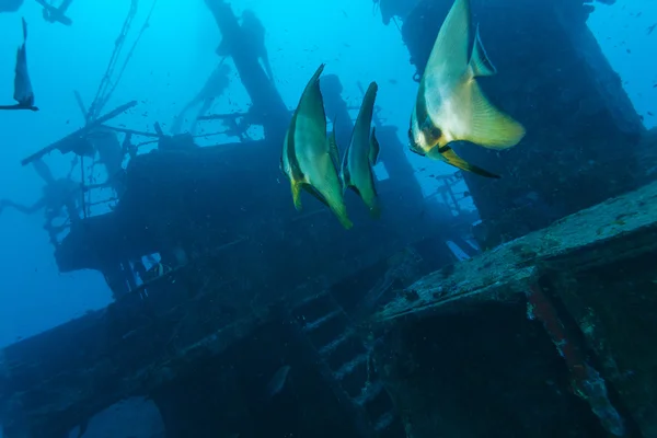 School of batfish near a sunken ship in the Maldives — ストック写真