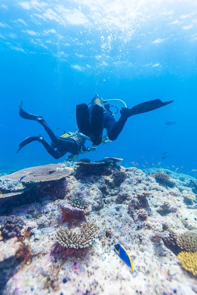 Ныряльщик плавает над океанским дном с рифом, Мальдивы — стоковое фото