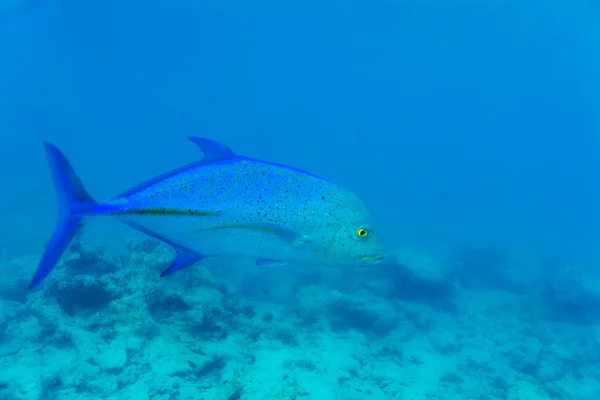 蓝鳍鲹鱼 (Caranx melampygus) 在海洋水，马尔代夫 — 图库照片