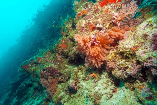 Colorful ocean landscape with red corals in the Maldives — Stock Photo, Image