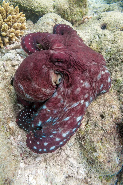 Pieuvre rouge vivante assise sur un récif corallien, Maldives — Photo