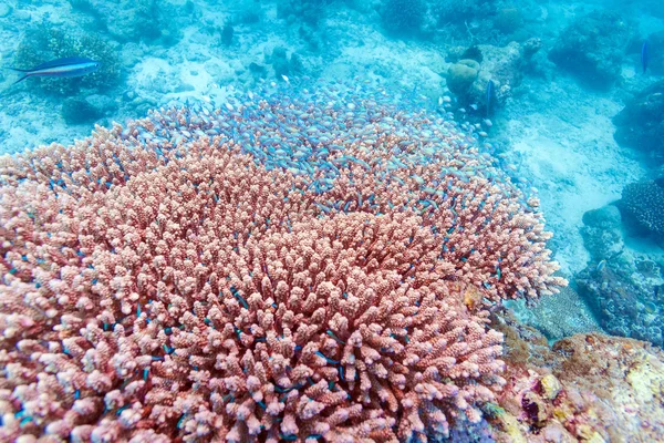 Стая маленьких голубых рыбок на каменных кораллах, Мальдивы — стоковое фото