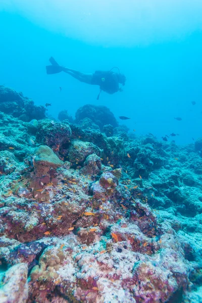 Un tuffatore che nuota su una sporgenza di corallo nell'oceano, Maldive — Foto Stock